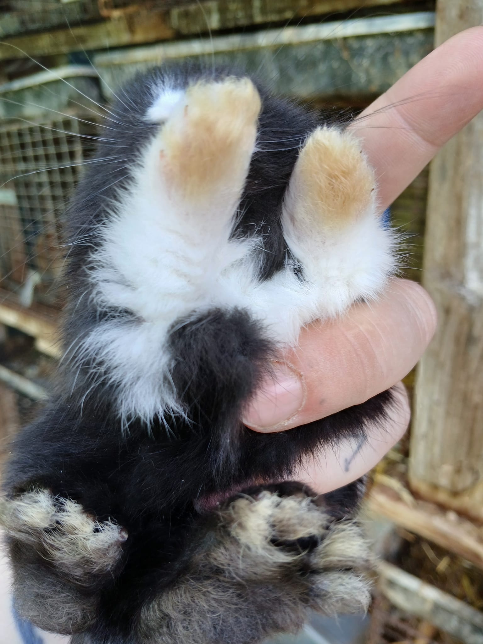 Happy hoppers rabbitry