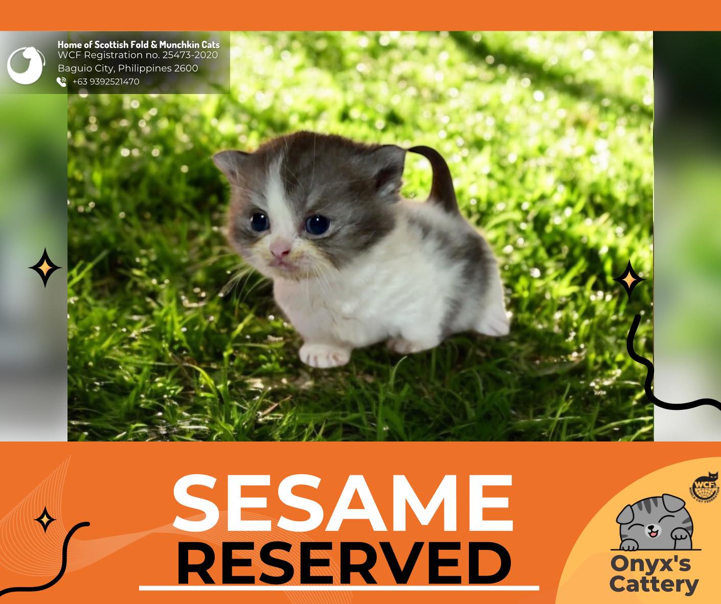 Onyx's - Say hello to Sesame, the smallest Scottish Straight in the ...