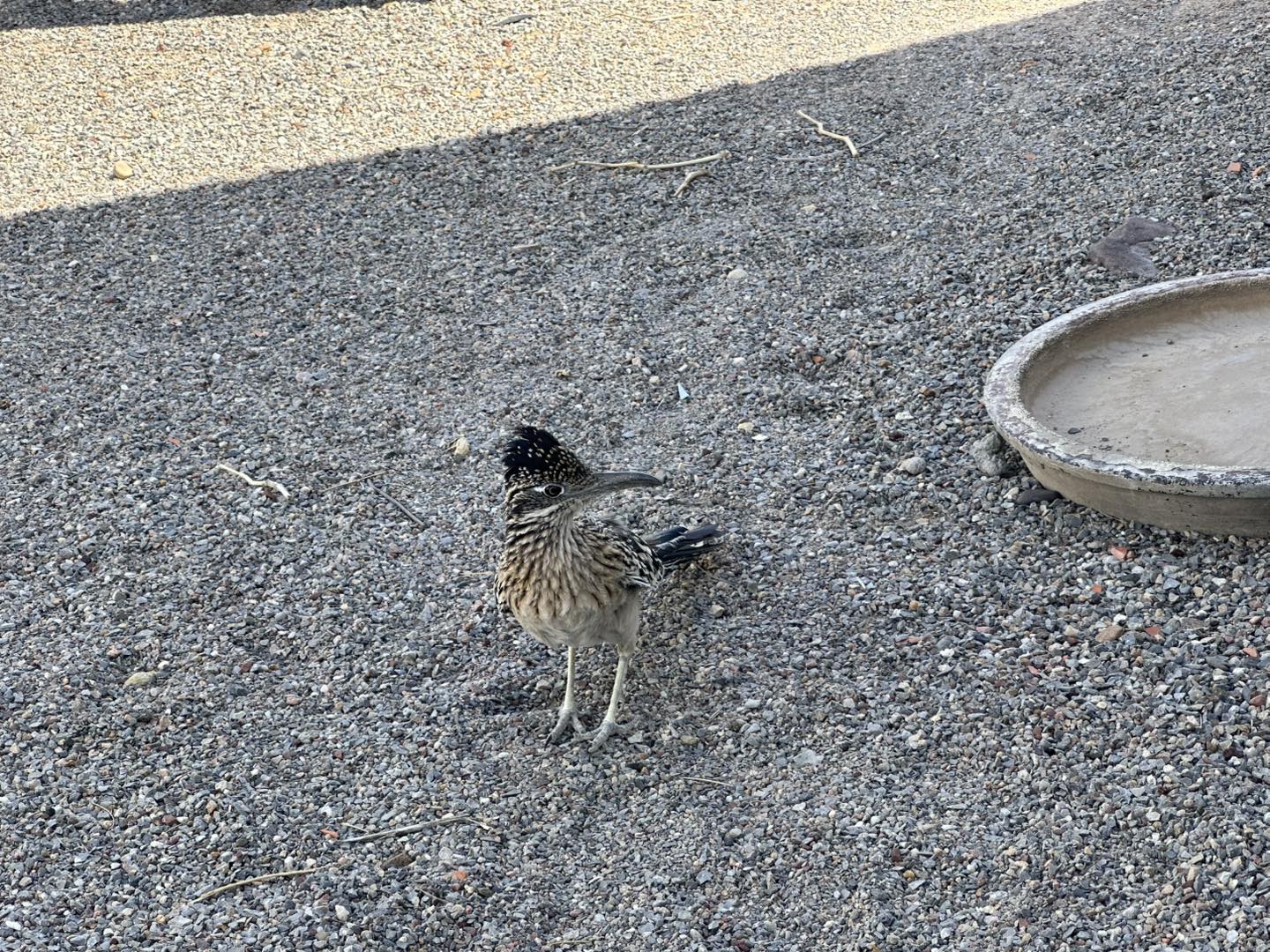 The Roadrunner Project