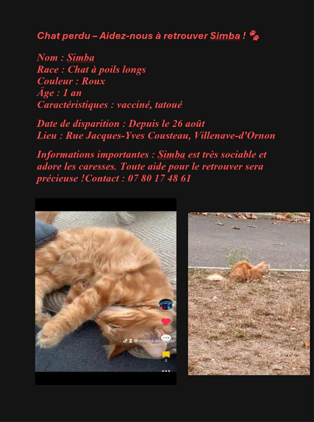 PERLL - 🆘🐈 Une famille de l'école recherche son chat perdu... Voici l ...