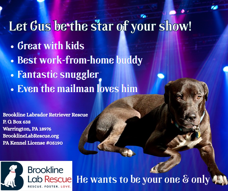 Brookline Labrador... - Brookline Labrador Retriever Rescue
