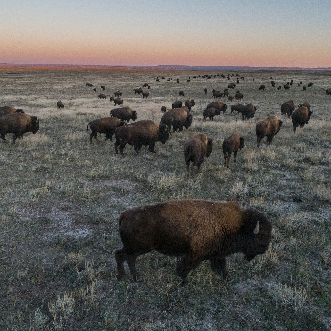 Bob - Announcing: Bison Harvest Raffle for the Bob! 🦬 We're very ...