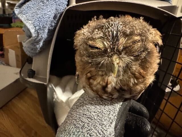 This Eastern Screech Owl was... - Blue Ridge Wildlife Center | Facebook