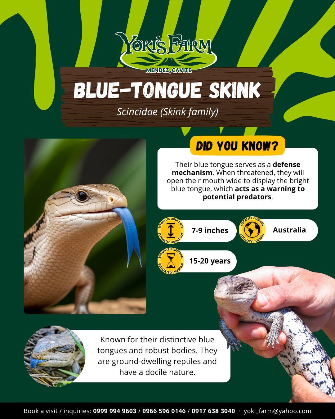 Yoki's Farm - 🌟 DID YOU KNOW? Call ducks are one of the... | Facebook