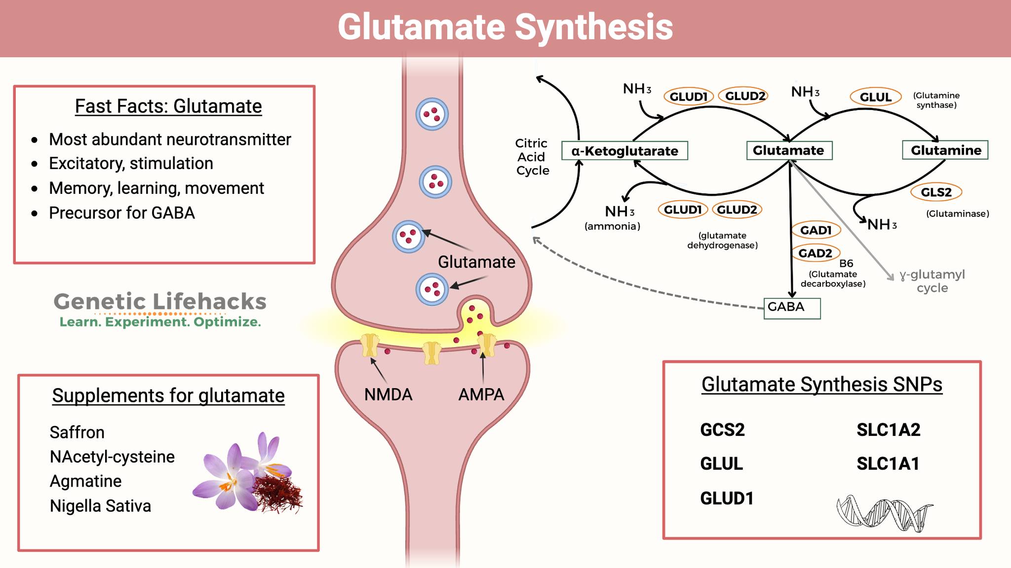 Glutamic Acid Decarboxylase 1 [GAD1] The Glutamate decarboxylase 1 [GAD1] gene encodes for one of the several forms of GAD. The enzyme encoded by GAD1 is responsible for catalyzing the production of