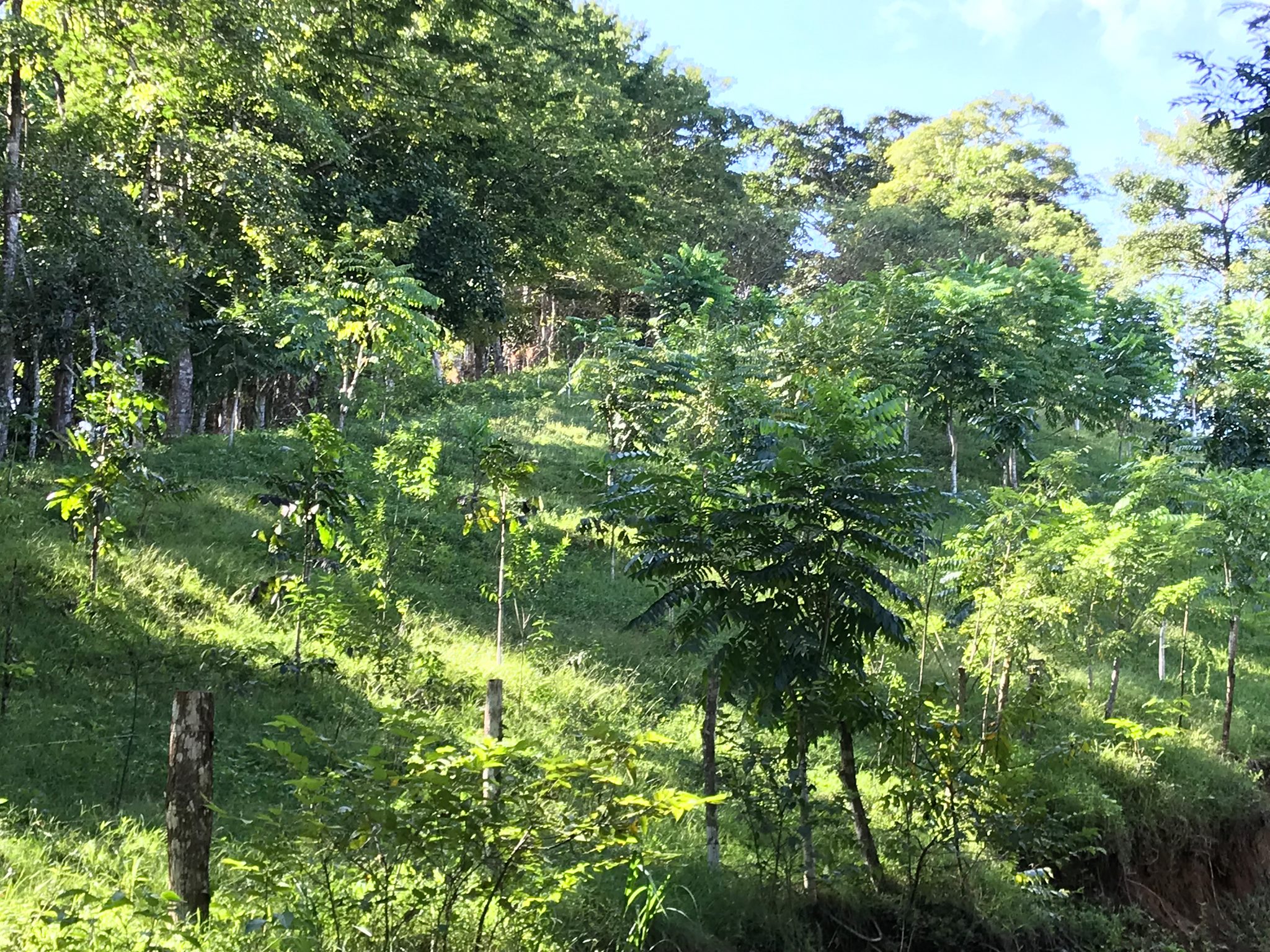 Ecofarms Panama | Chepo