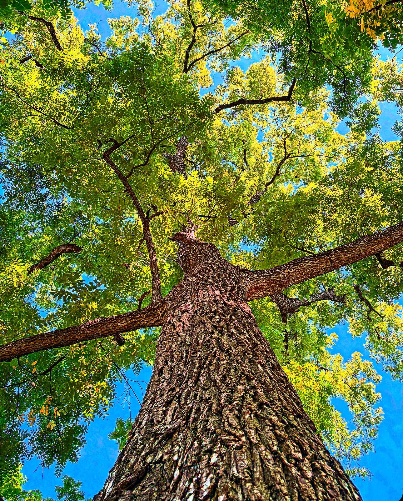 Tower - 🌳Tree of the Month for September 2025 For September’s feature ...