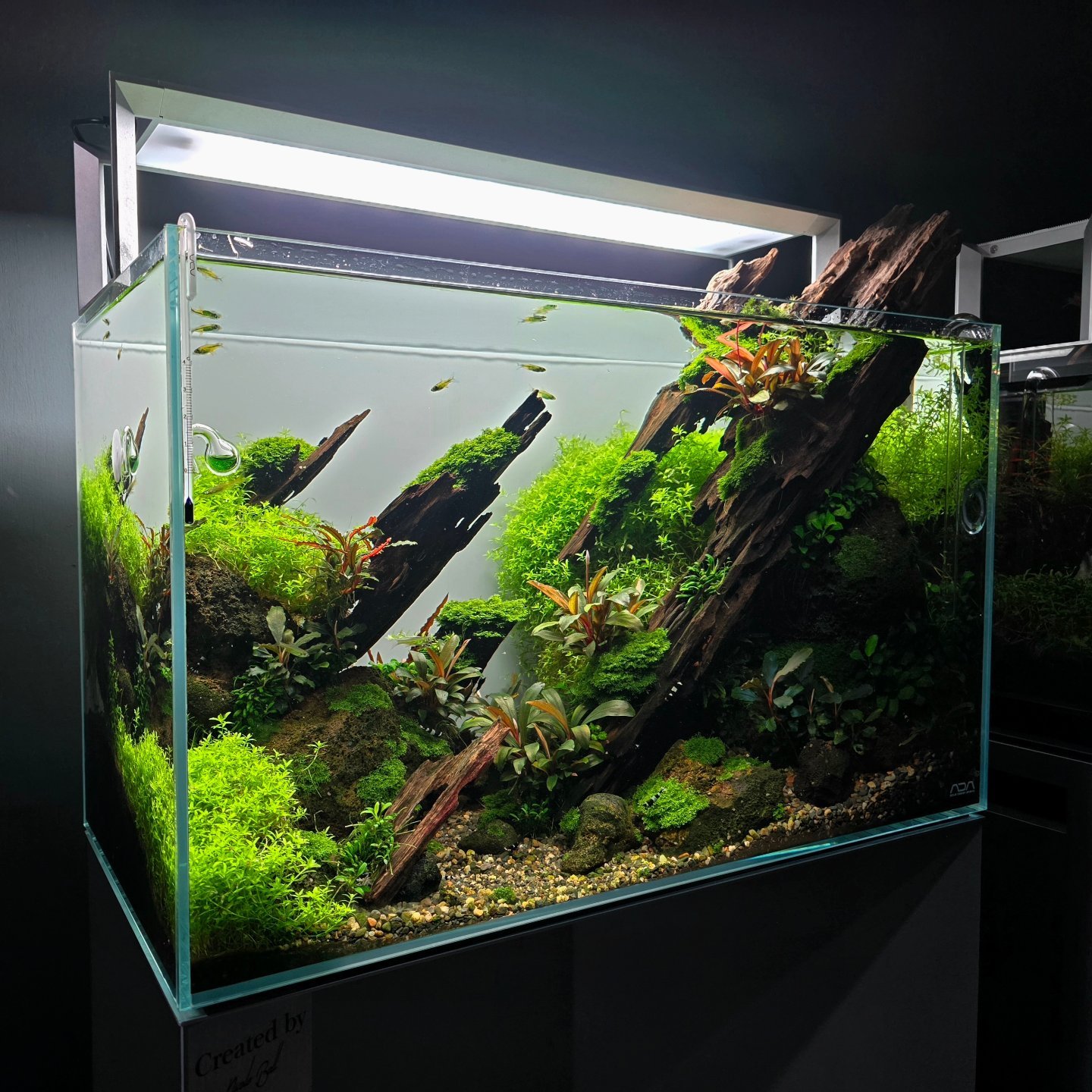 Enjoy ADA with 60P Cube Garden paired with Garden Stand 600