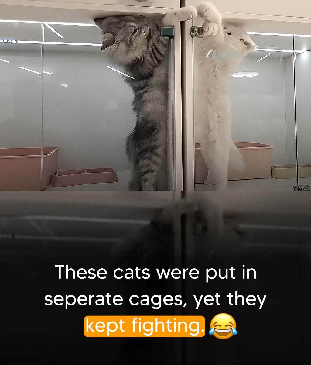 PosTs - These two cats were such fierce rivals that they had to be ...