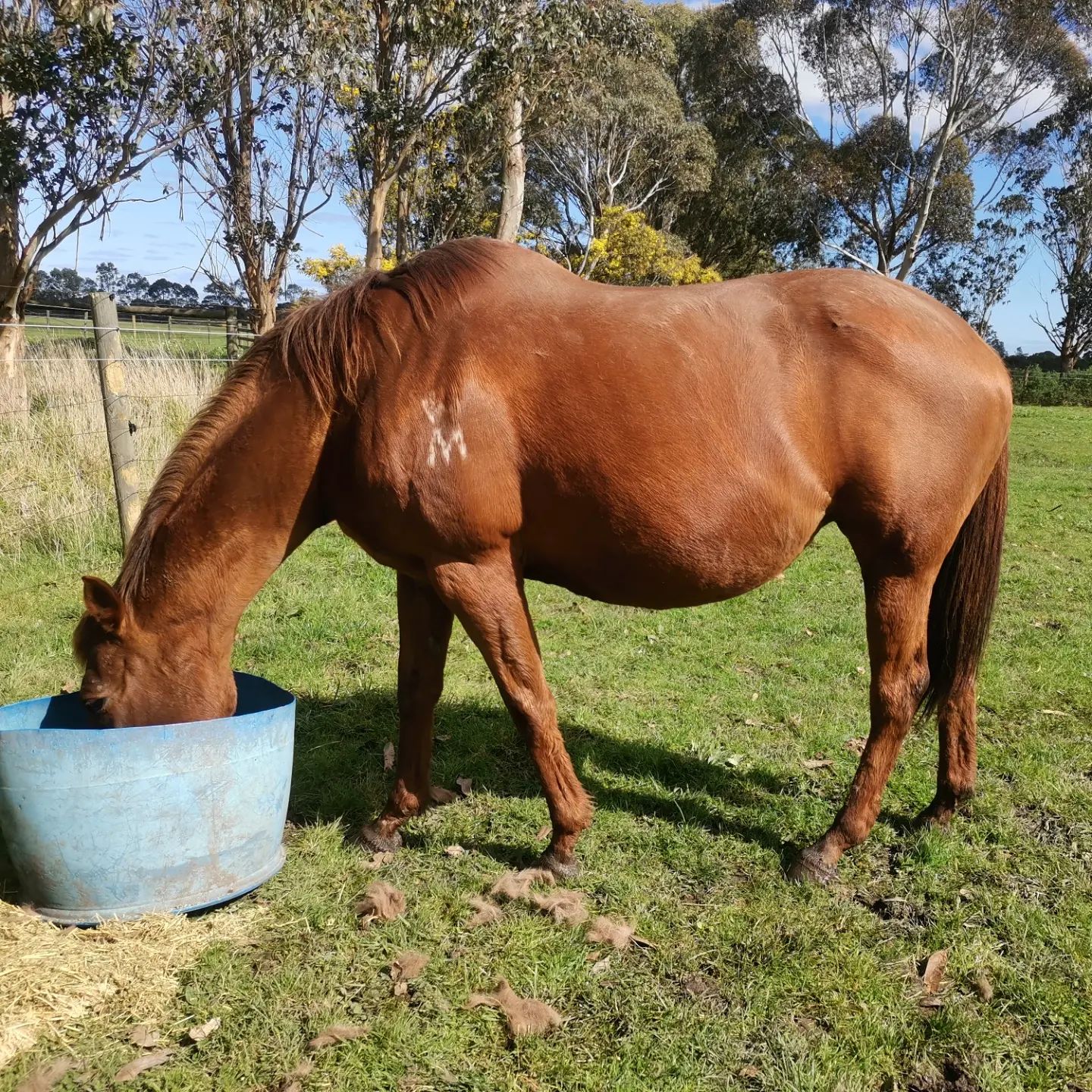 Chris Diplock Racing, breaking & pre training | Tynong VIC
