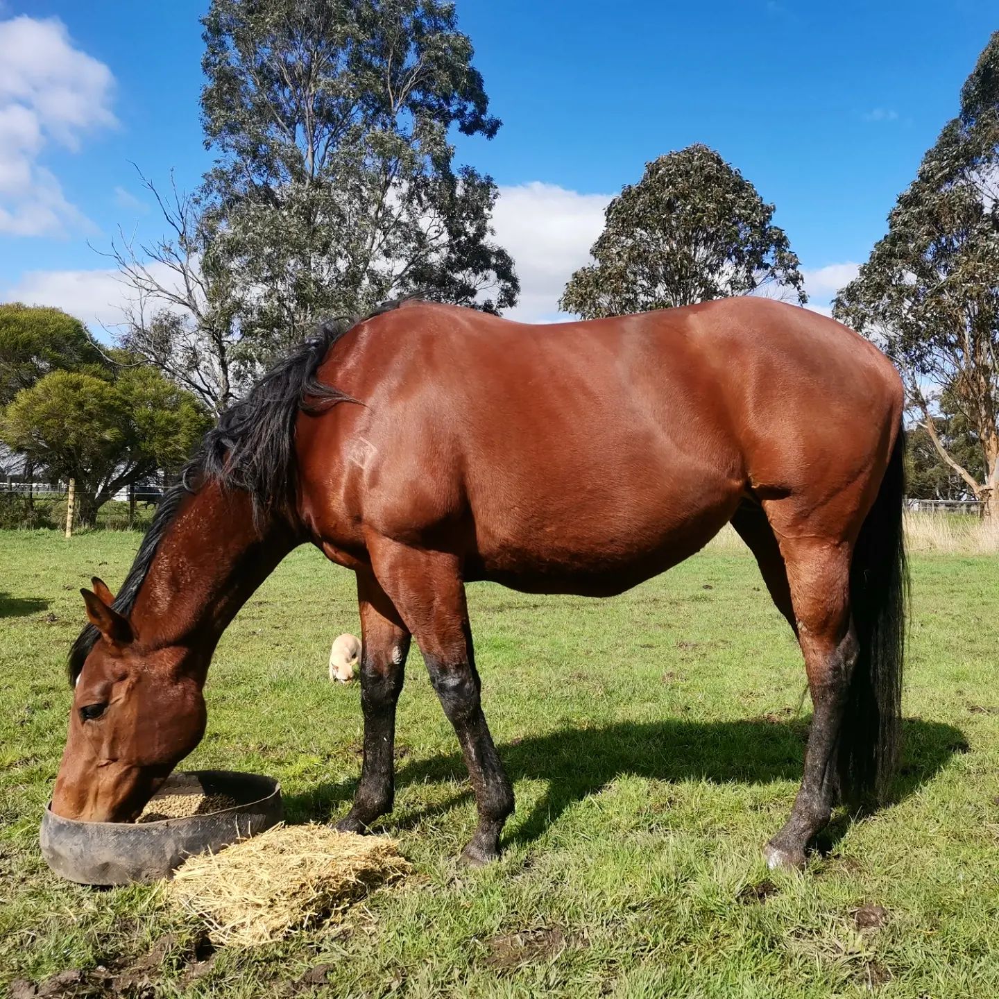 Chris Diplock Racing, breaking & pre training | Tynong VIC