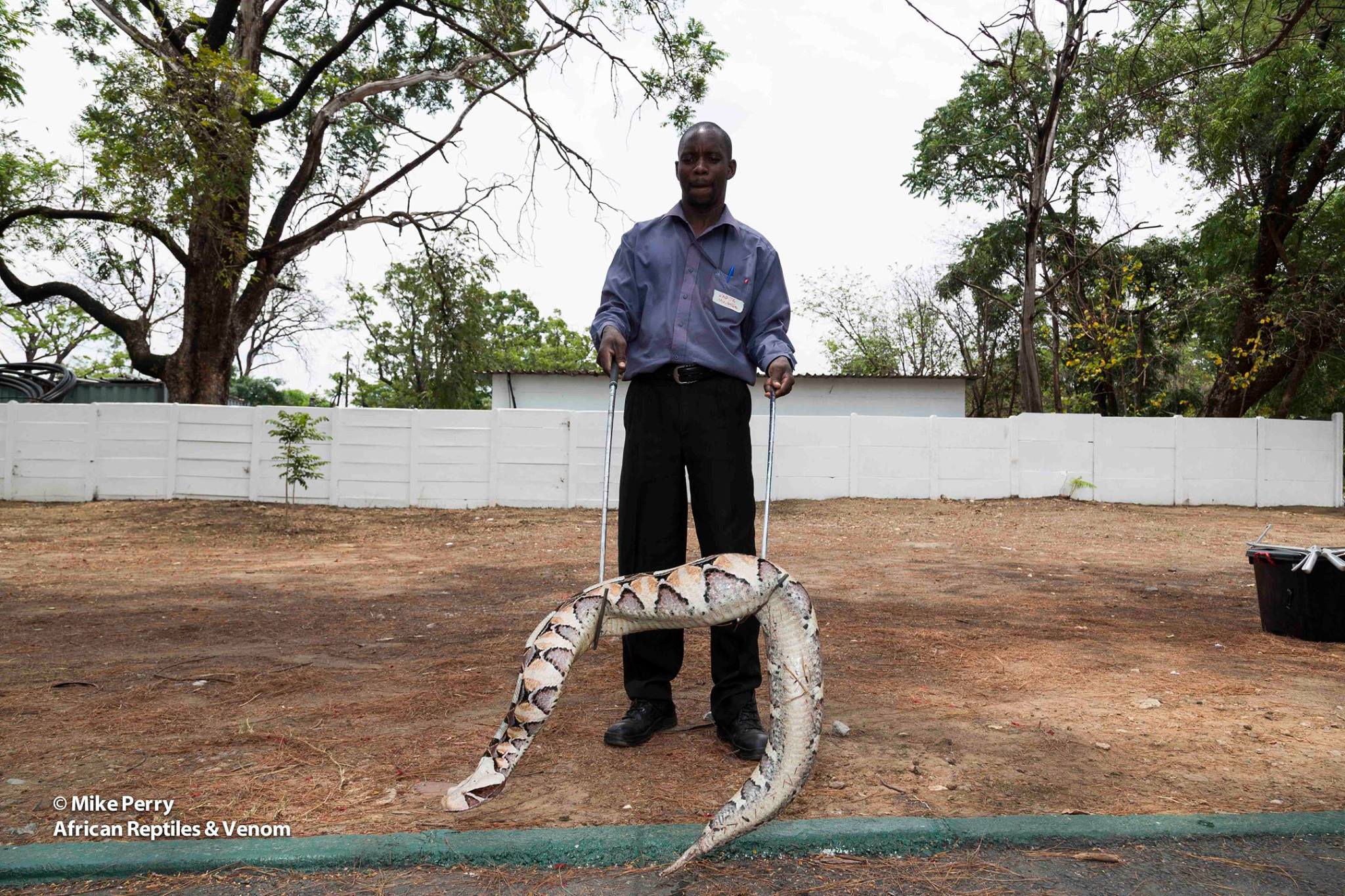 Training Here Mike is... - African Reptiles and Venom | Facebook