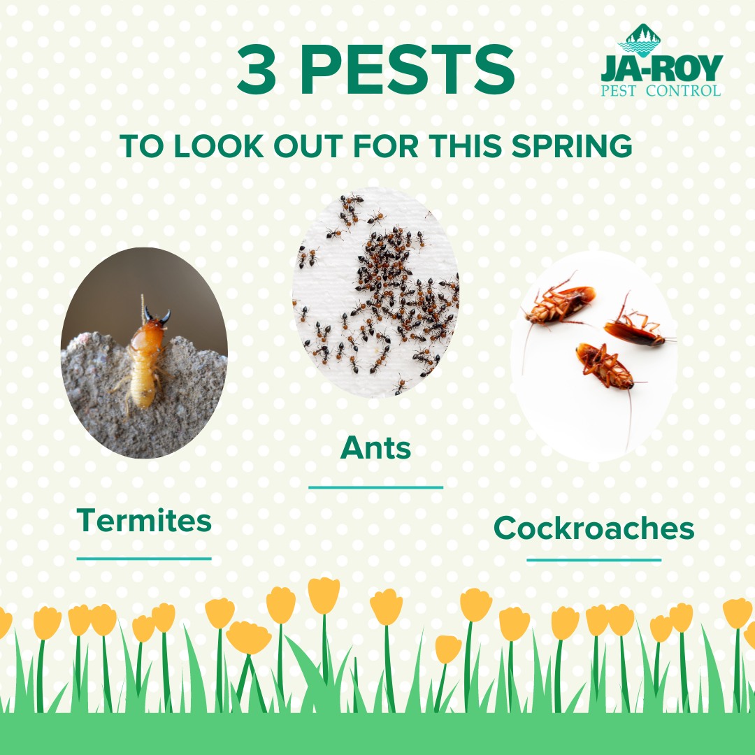🌸 Spring is here, but so are the... - JA-Roy Pest Control | Facebook