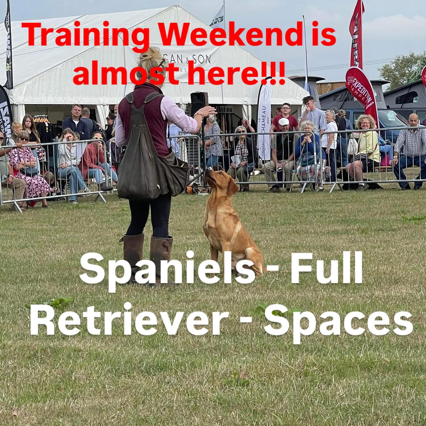 Strigid... - Strigidae Gundogs and Dog Training - Sam Thatcher