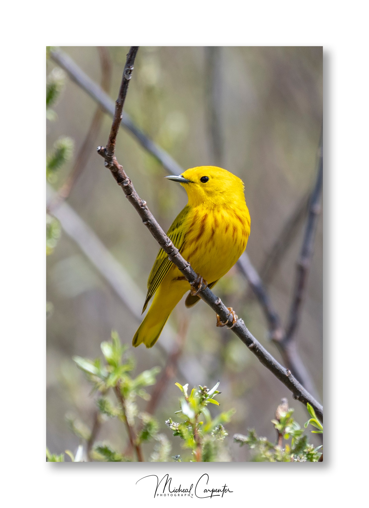 Yellow Owl Northern 【mimi】 Birds
