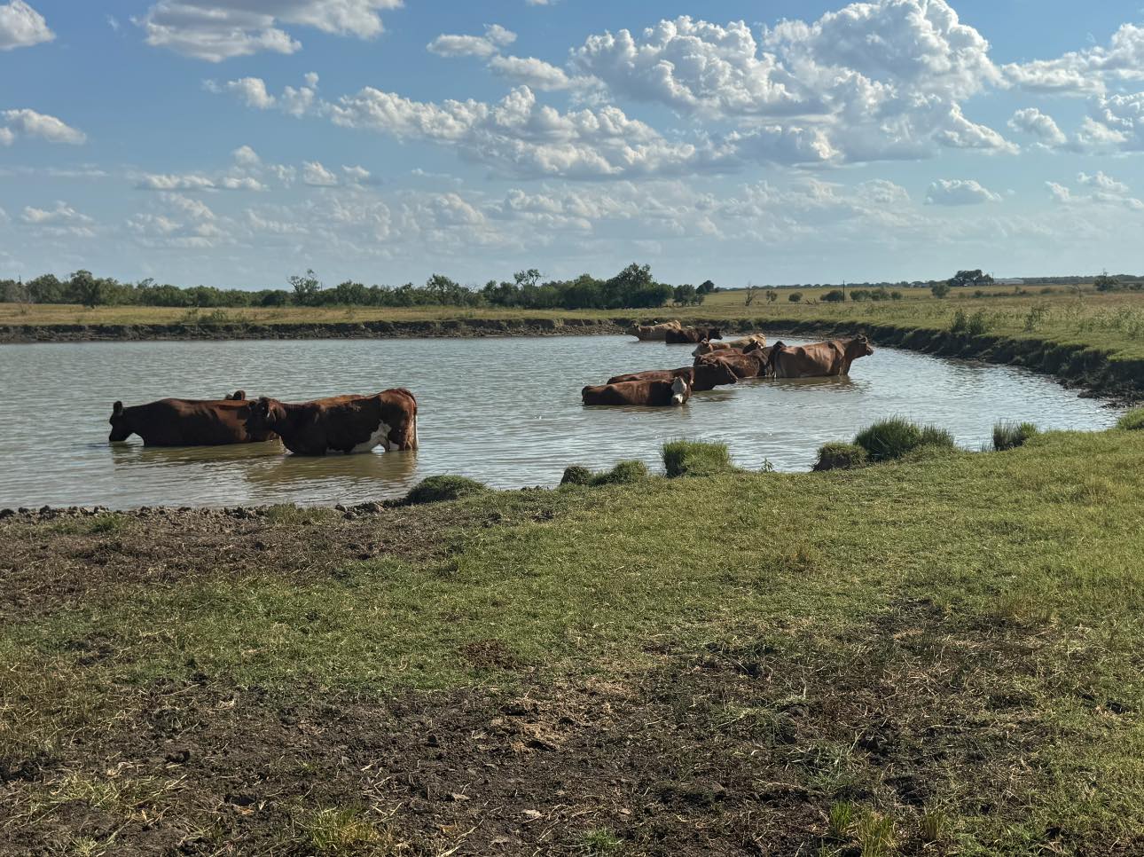 Sanders Show Cattle | Floresville TX