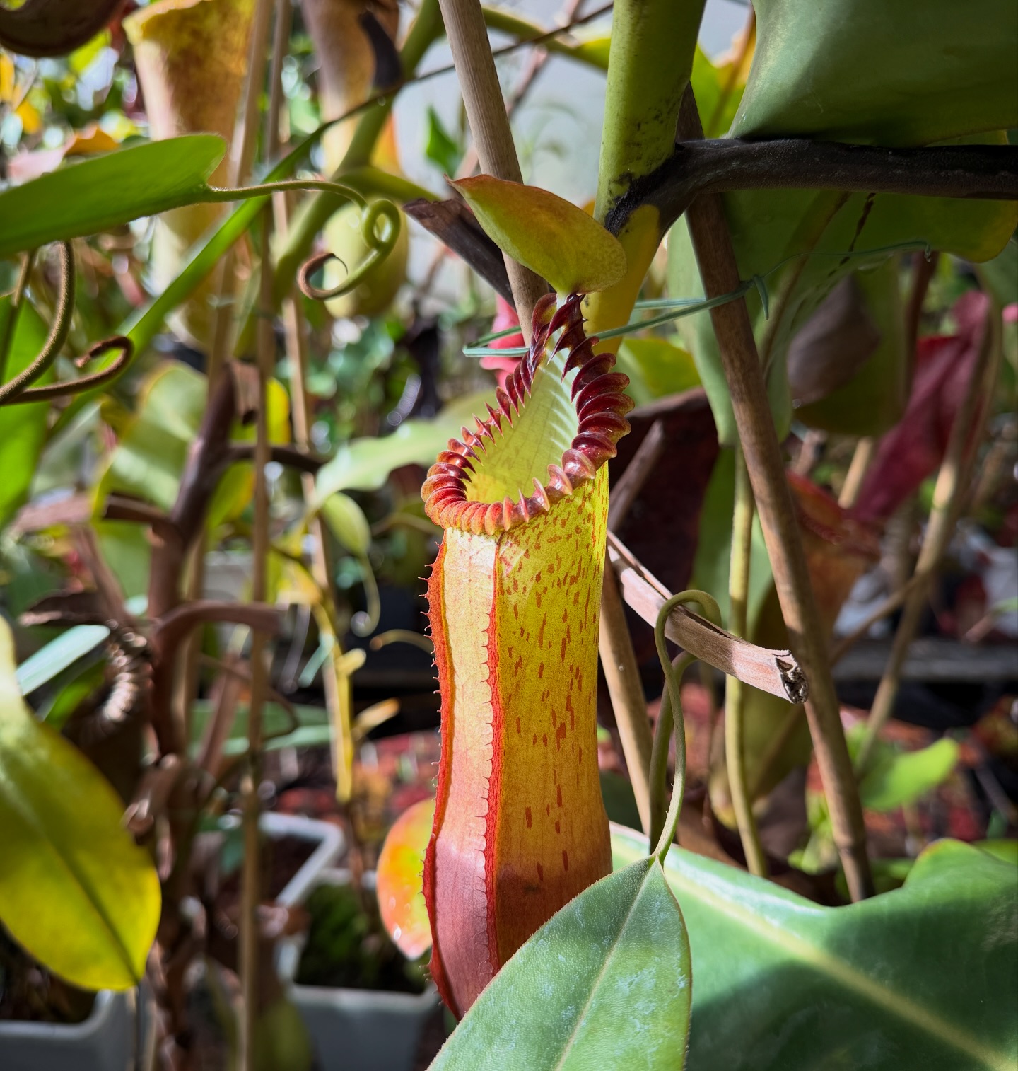 Nepenthes hamata x edwardsiana - Jeremiah's Carnivorous Plants | Facebook