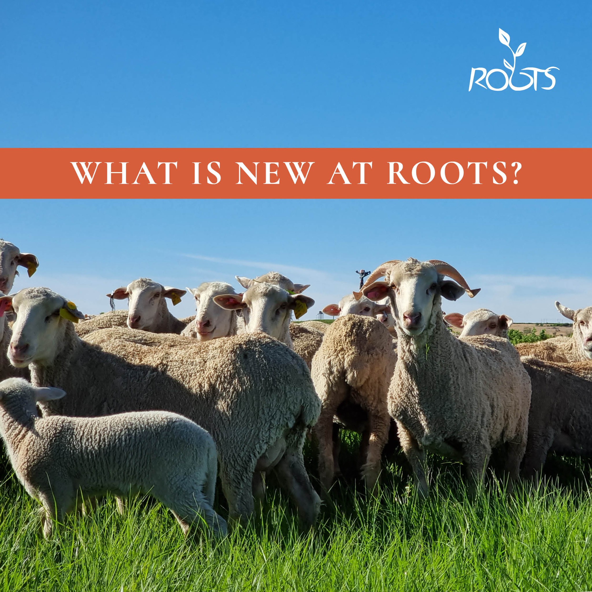 Roots - Our sheep have been sheared and are ready for the...