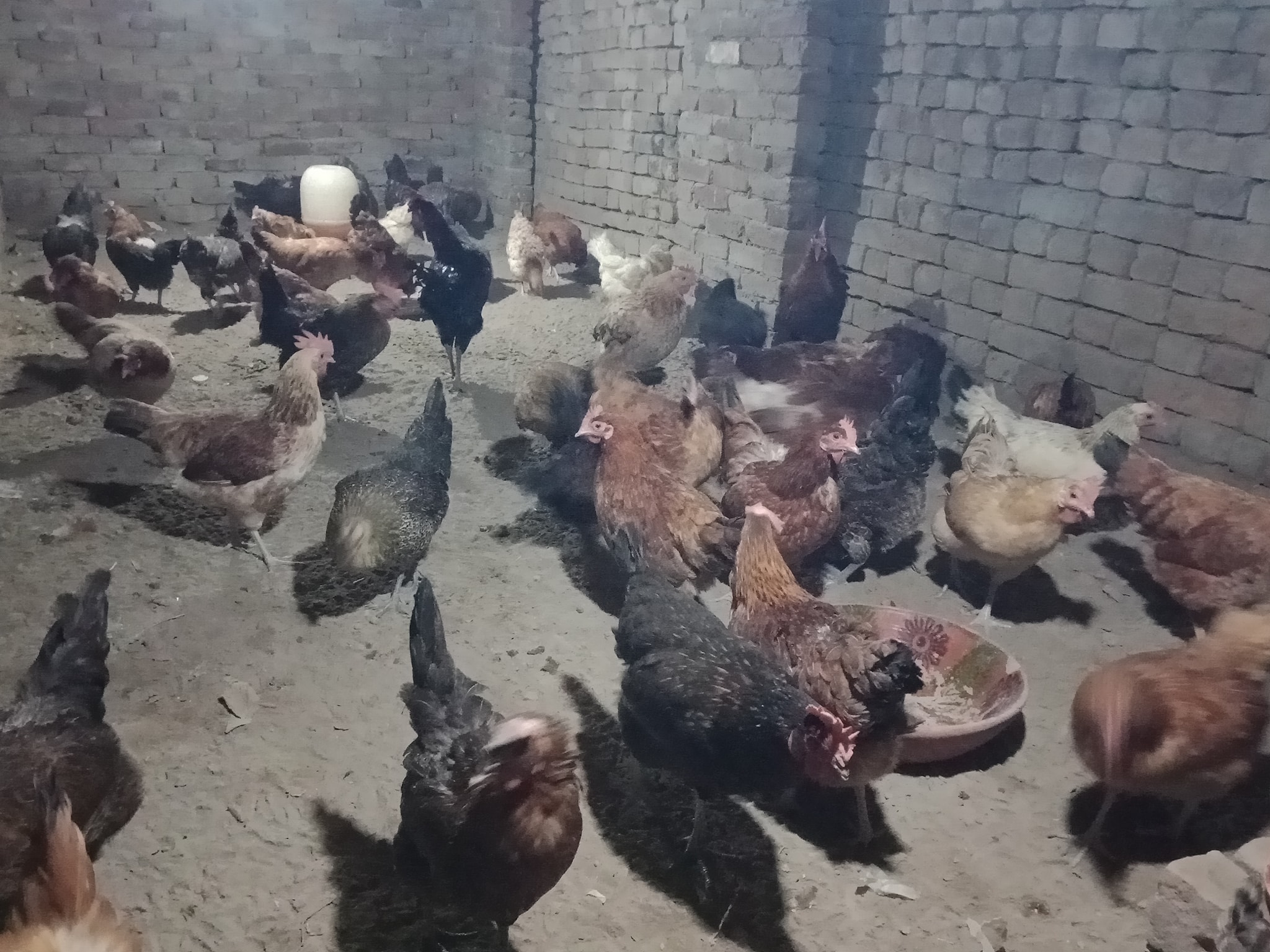 Sheikh Poultry Farm