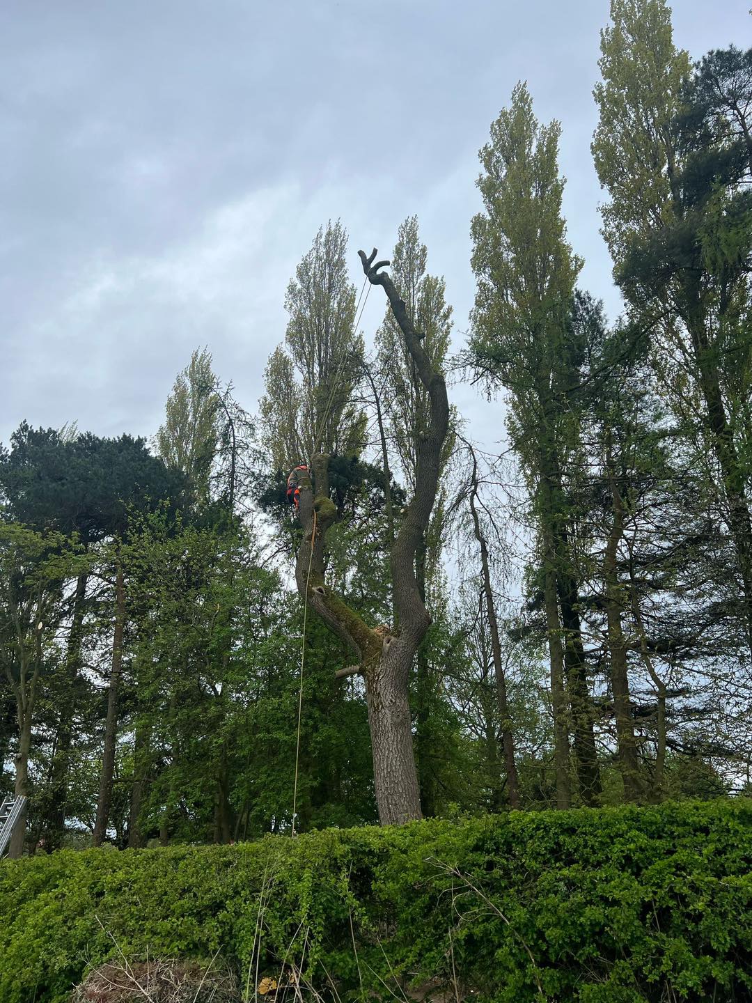 Michael Johnson Tree Surgery Ltd