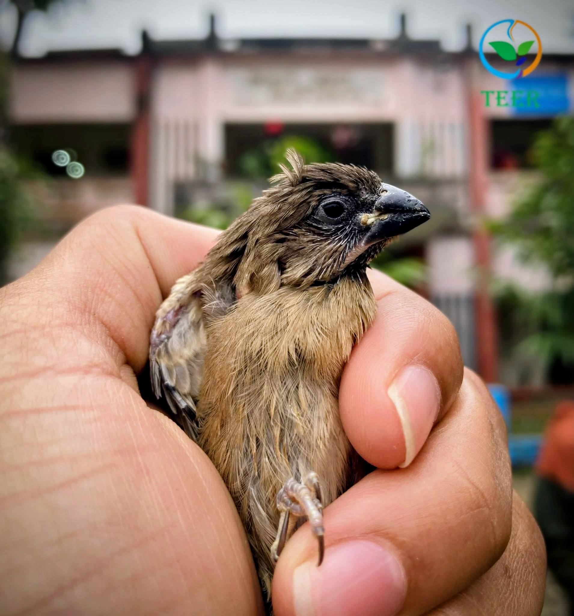 আমাদের গাইবান্ধা - Our Gaibandha | Rangpur