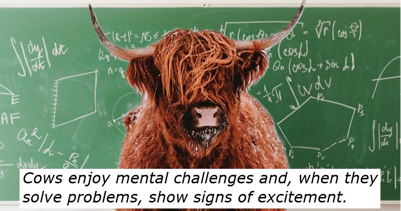 The Poke - 12 udderly fun cow facts to celebrate Cow Appreciation Day ...