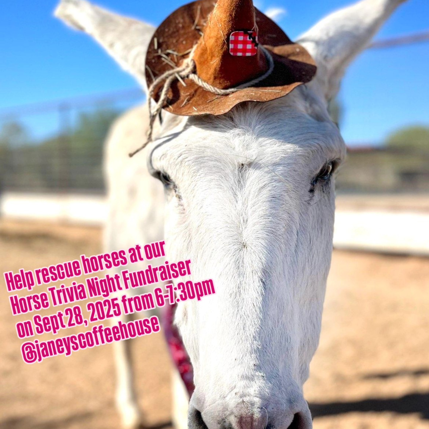 Arizona Equine Rescue Organization | Scottsdale AZ