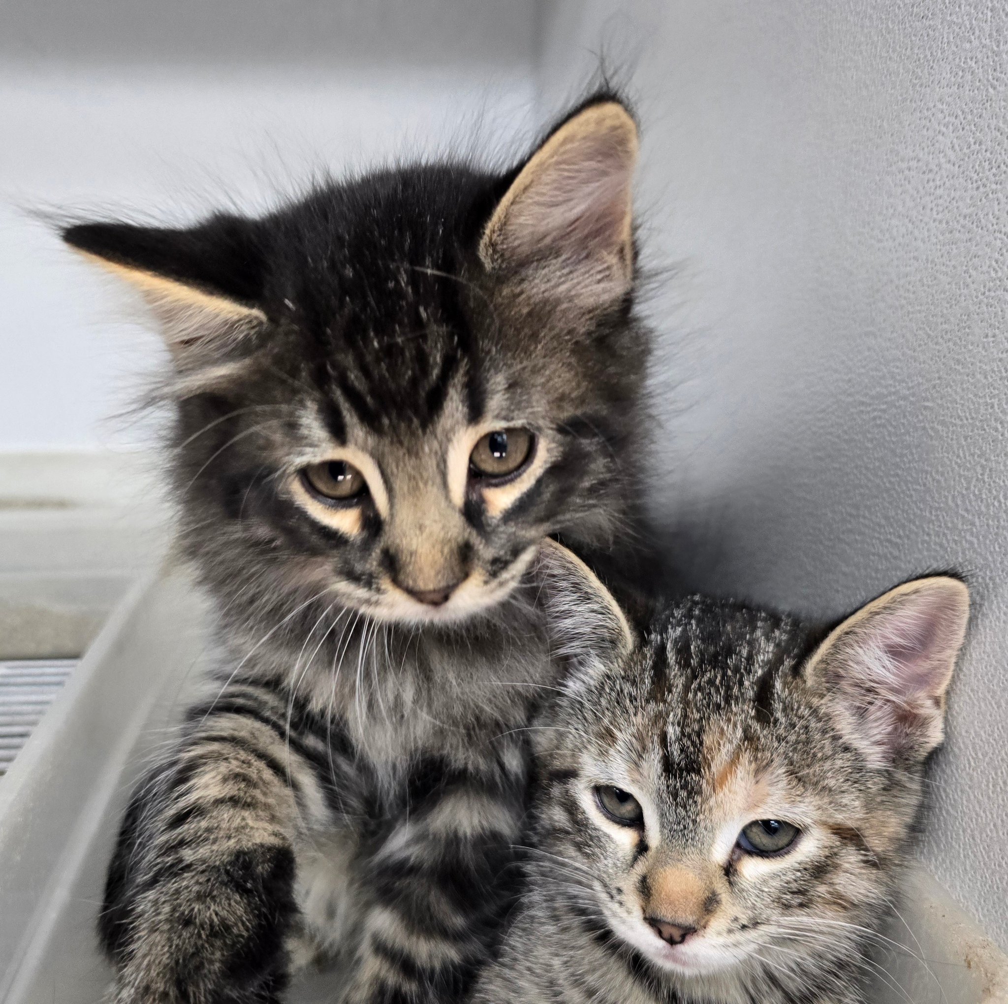 Pets Plus | Lubbock TX