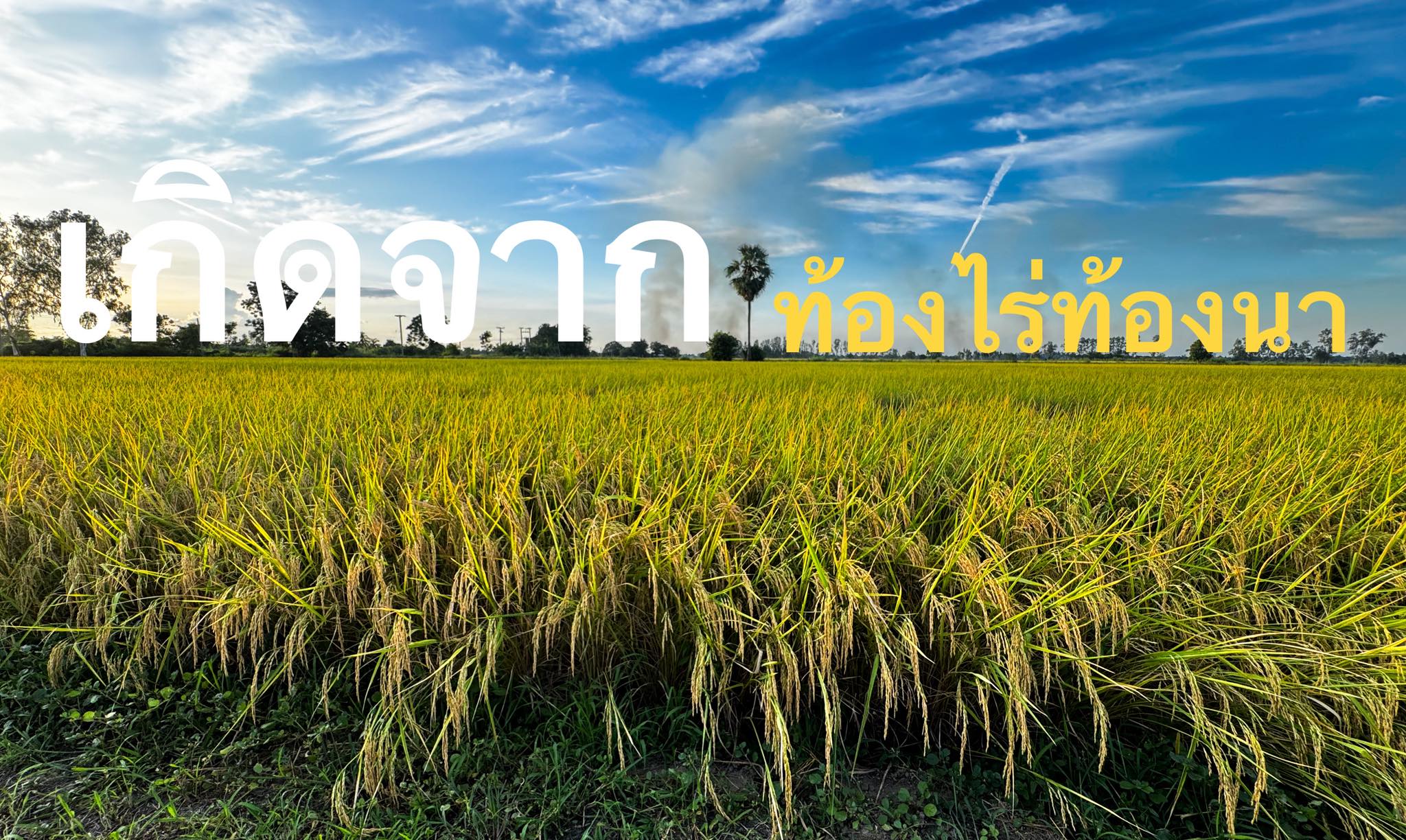 โรงสีไฟจิบตงสุรินทร์ - ข้าวหอมมะลิ (Surin Thai Hom Mali Jasmine Rice ...