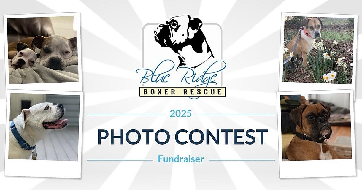 Blue Ridge Boxer Rescue | Hickory NC