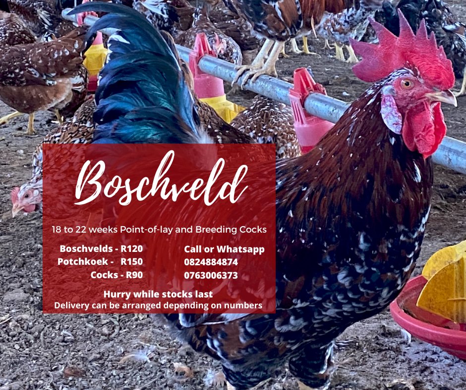 DLJ Free Range Chickens | Ventersdorp