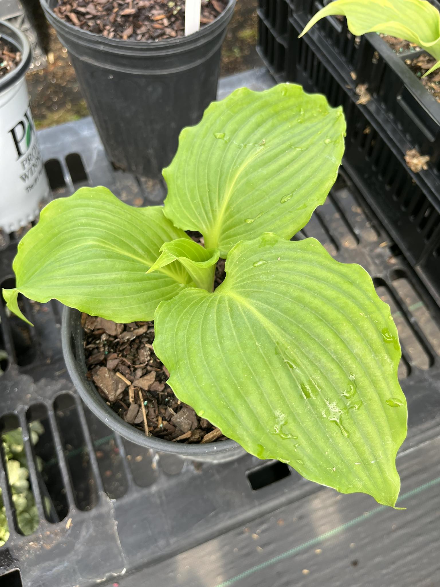 Hosta Buyers Guide For Everyone | CADIZ SPRINGS HOSTA $19 | Facebook