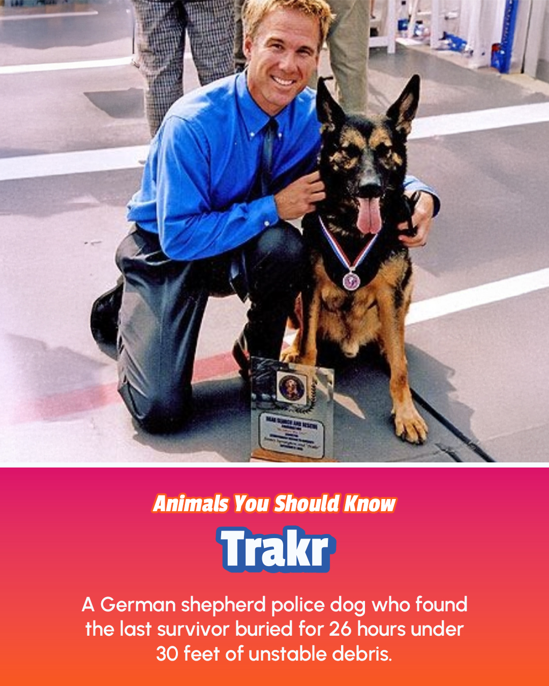 The Pet - Trakr was a German shepherd search and rescue dog that came ...