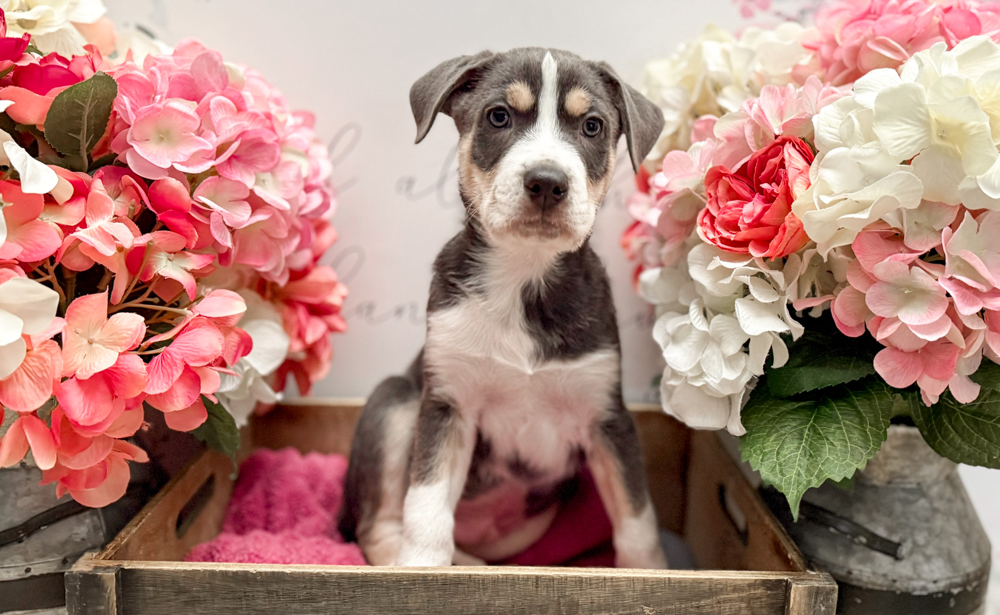 ARK Pet Rescue - 🎉🐾 New Year, New Home! 🐾🎉 Come meet... | Facebook