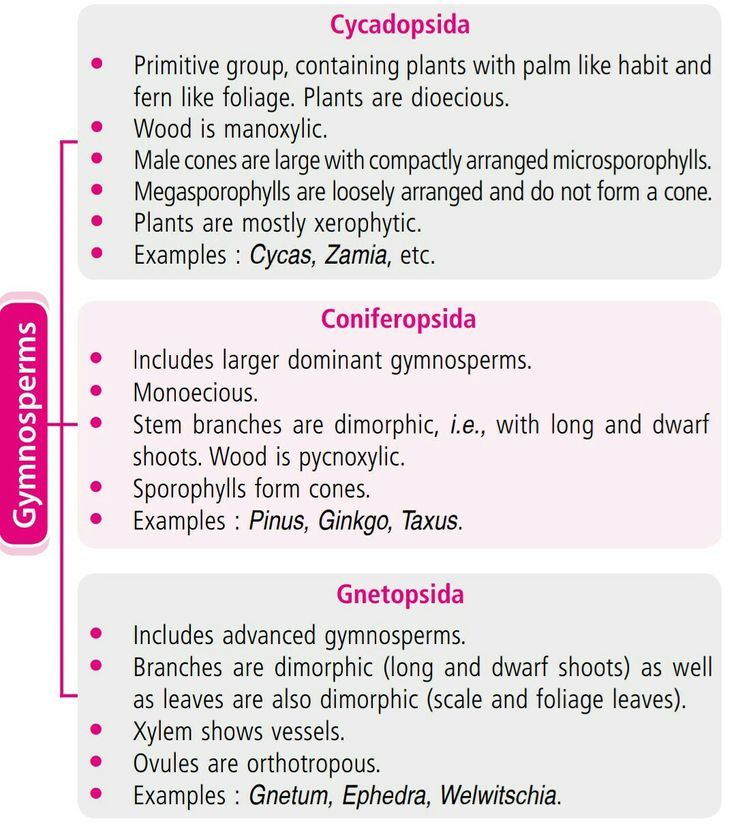 Biology - Gymnosperms into three major classes with their key ...