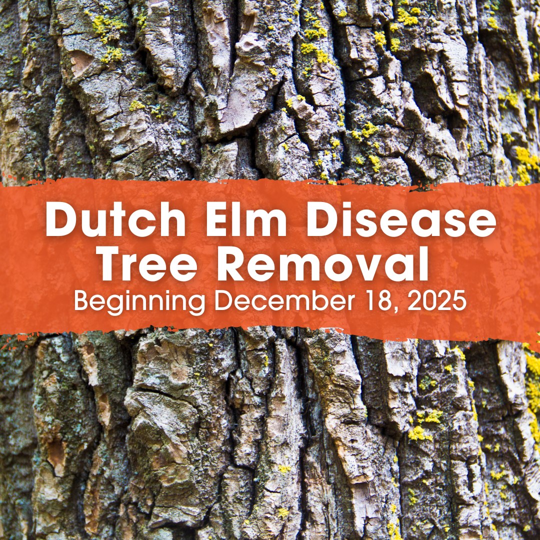 Town - As part of the Dutch Elm Disease prevention program, inspectors ...