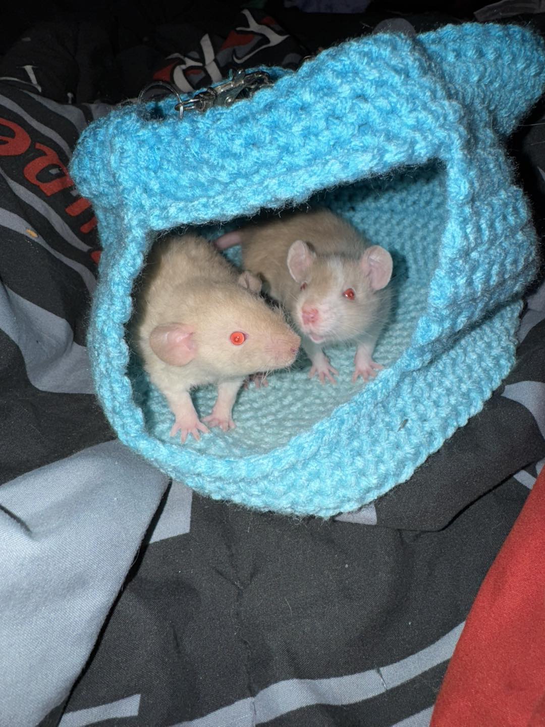 FaryTail Rattery | Hilliard OH