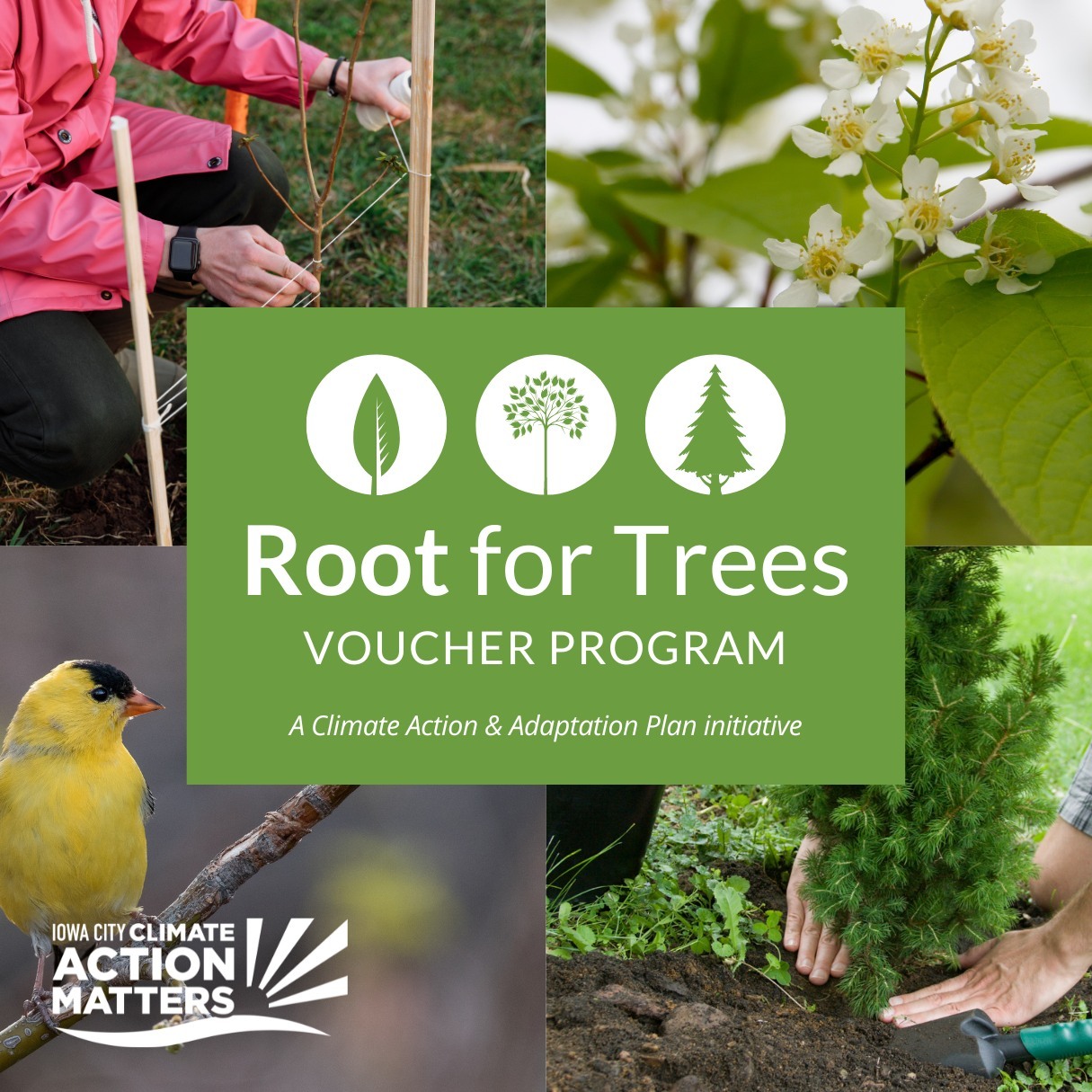 Our Root for Trees... - The City of Iowa City Government | Facebook