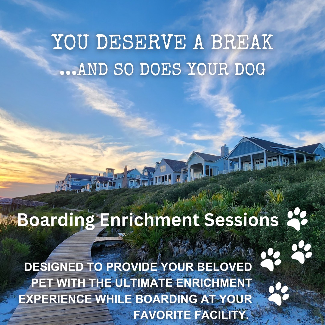 Three - Are you ready to hit the beach for Spring Break? Give your dog ...