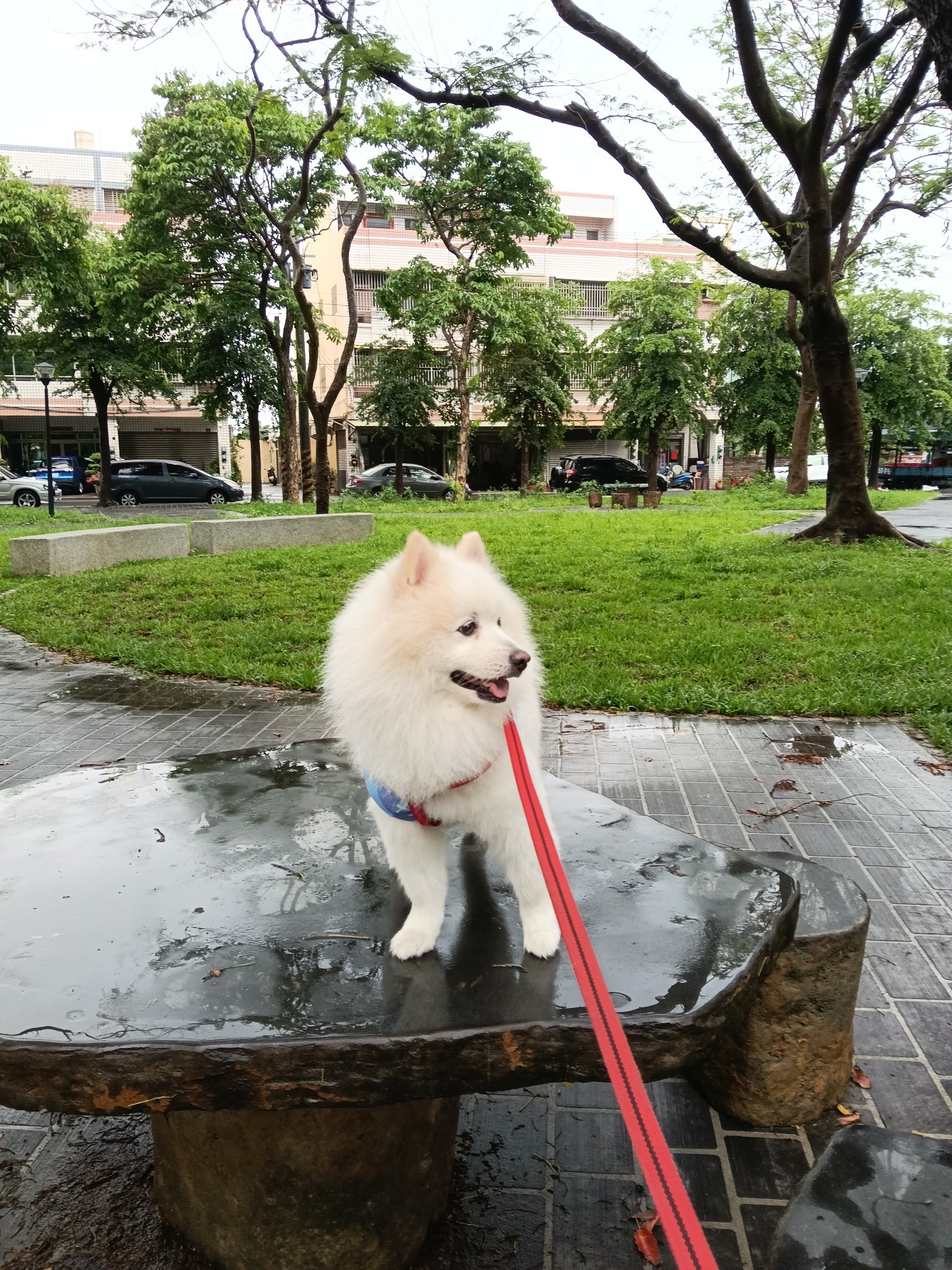 Lulu家三毛生活日記－狐狸犬x米克斯 - 2022 請多多指教 新年快樂 明けましておめでとうござい 今年もよろしくお願いします Happy ...