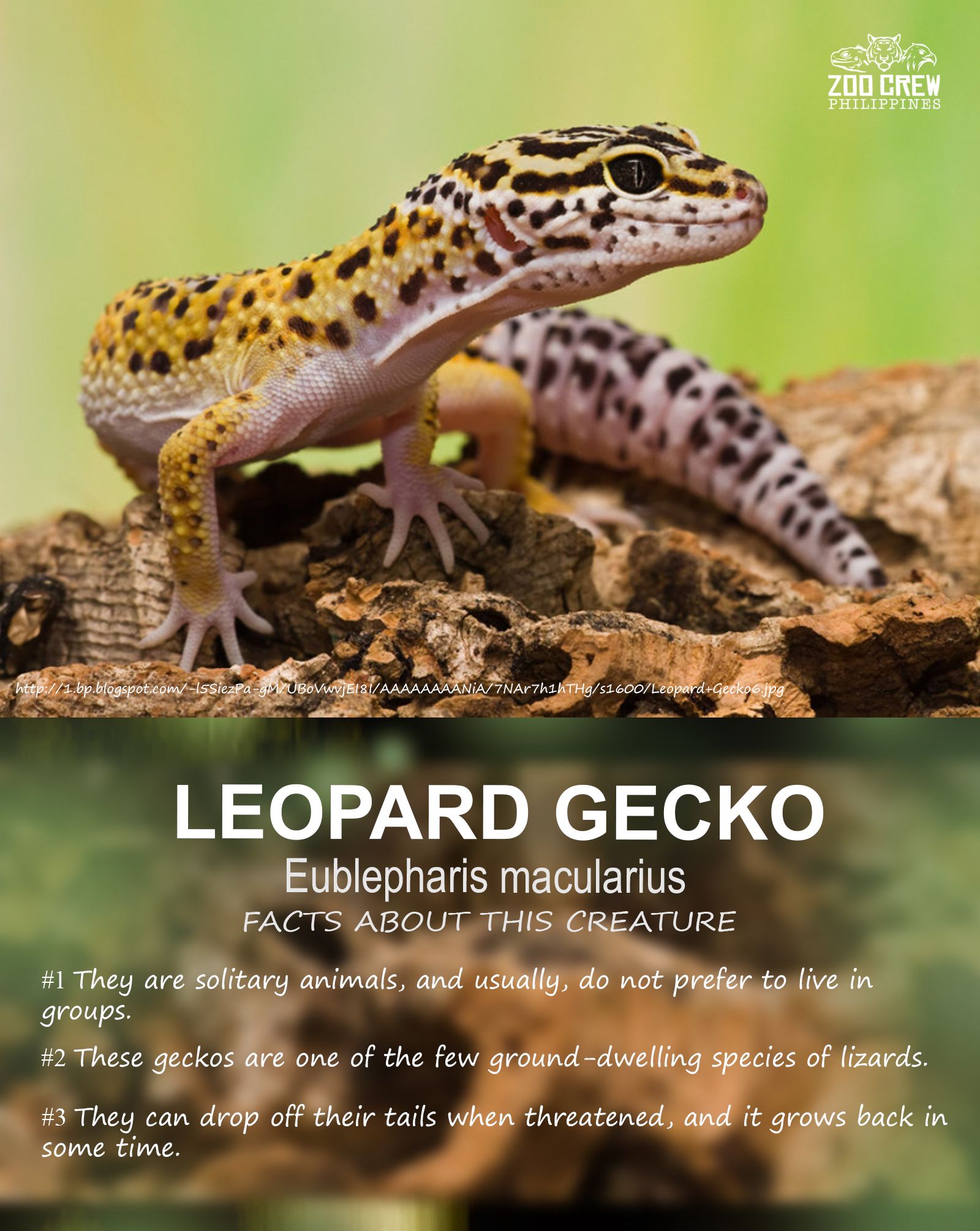Zoo - These geckos can be found throughout Iraq, Iran, Afghanistan ...