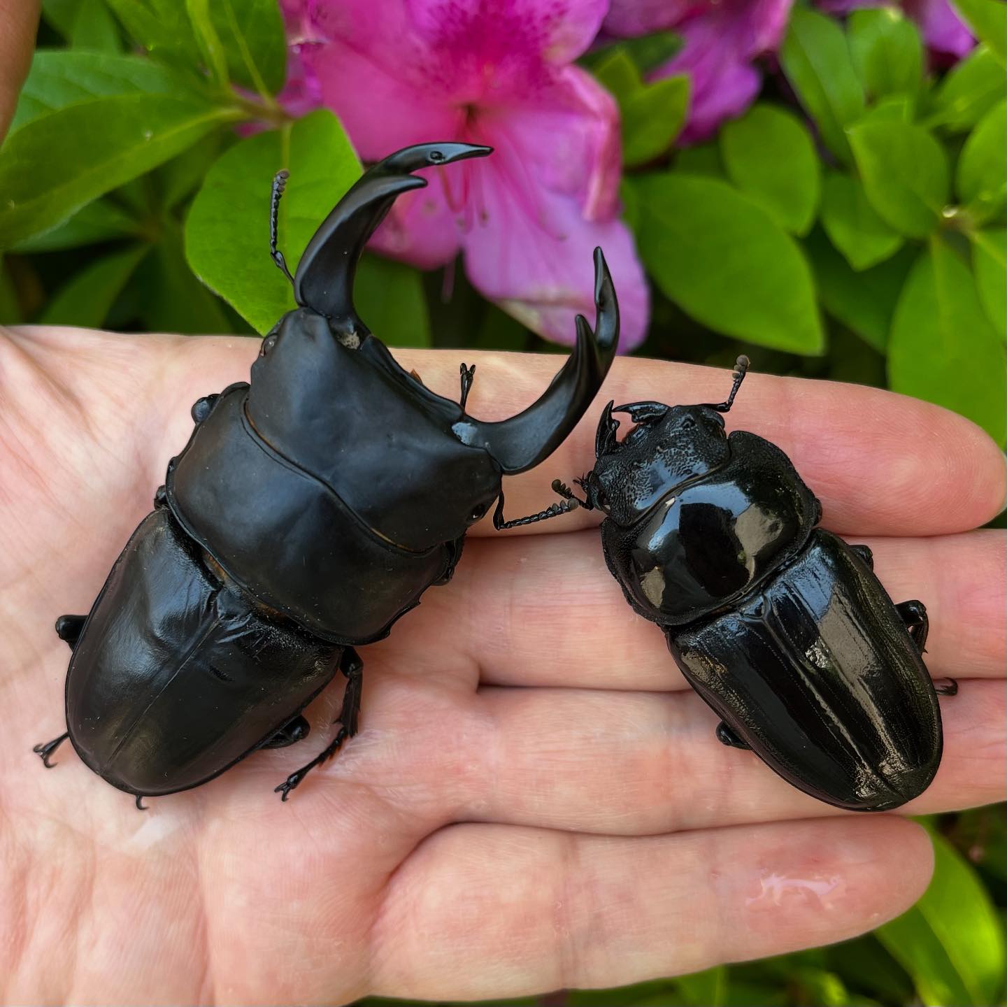 DorcusNAVI（オオクワガタ、クワガタ、カブトムシ） - GWにブリード