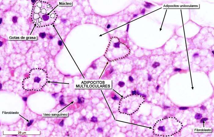 Histología Unlar - TEJIDO ADIPOSO MULTILOCULAR. También se llama grasa ...