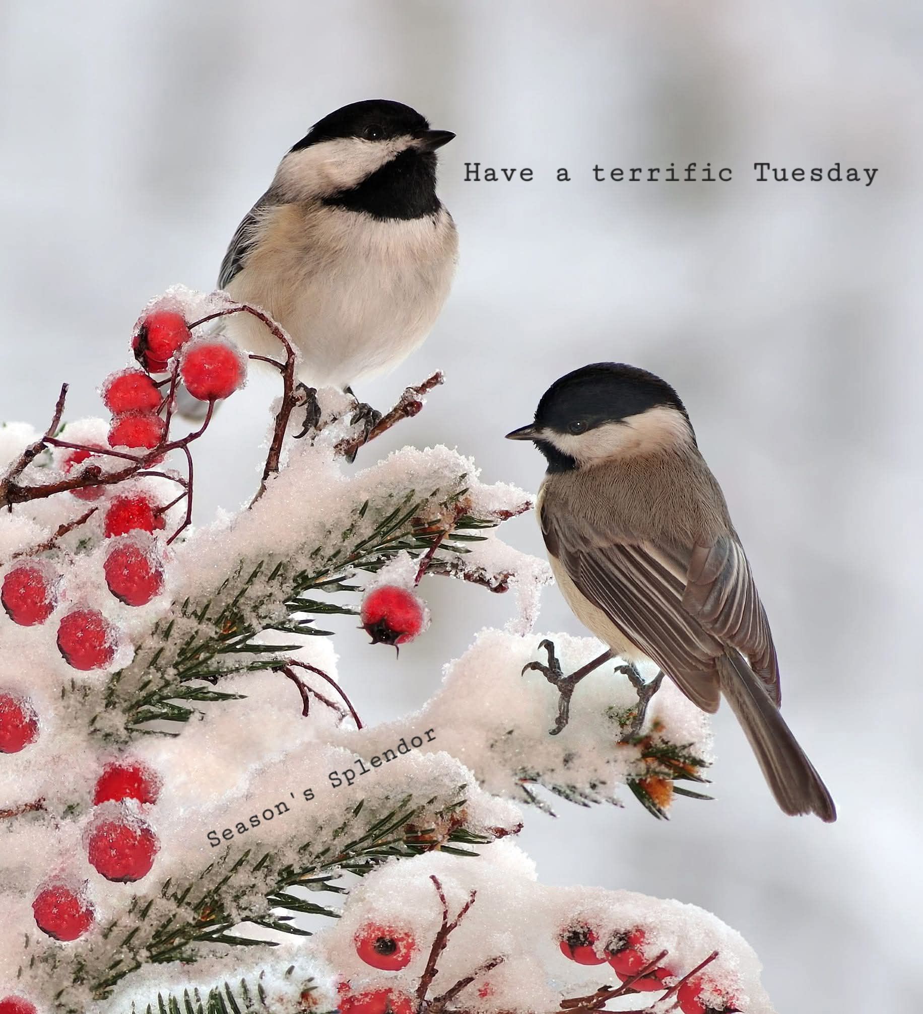 Season's Splendor added a new photo. - Season's Splendor