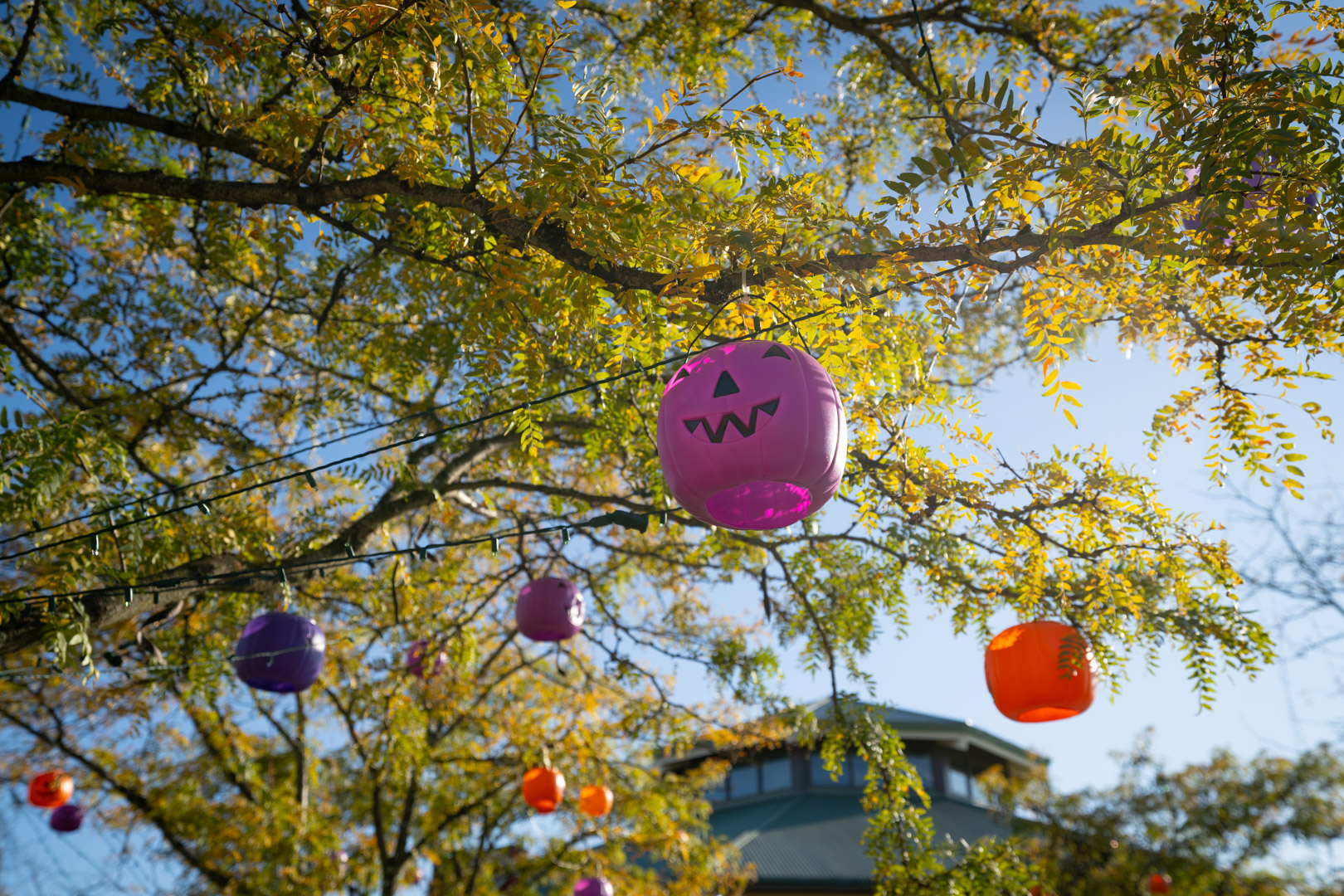 My Ohio Fun - Boo at the Zoo at the Columbus Zoo and... | Facebook