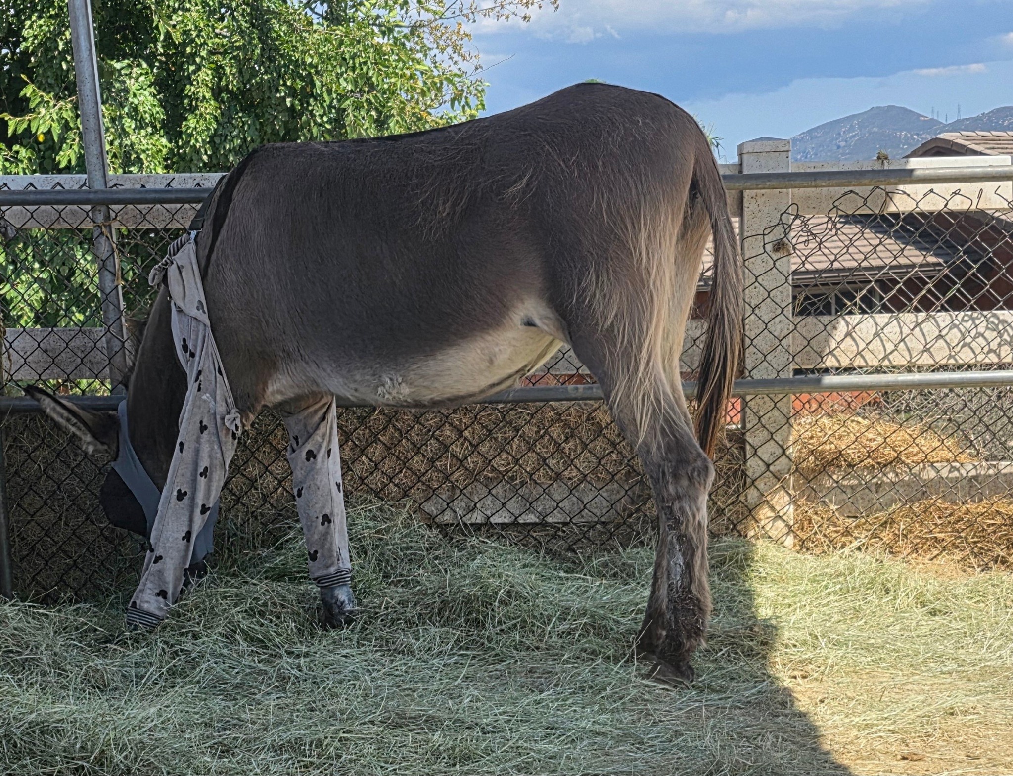 Rapture's Horse Rescue Foundation | Lakeside CA