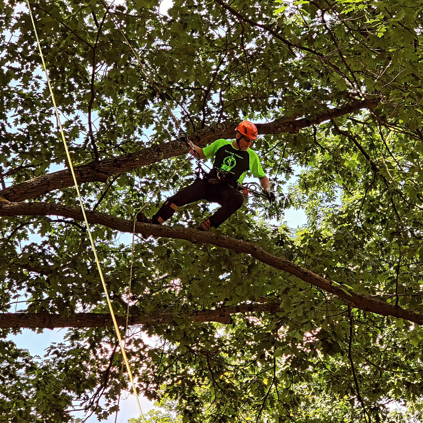 New York State Arborists, ISA Chapter, Inc.