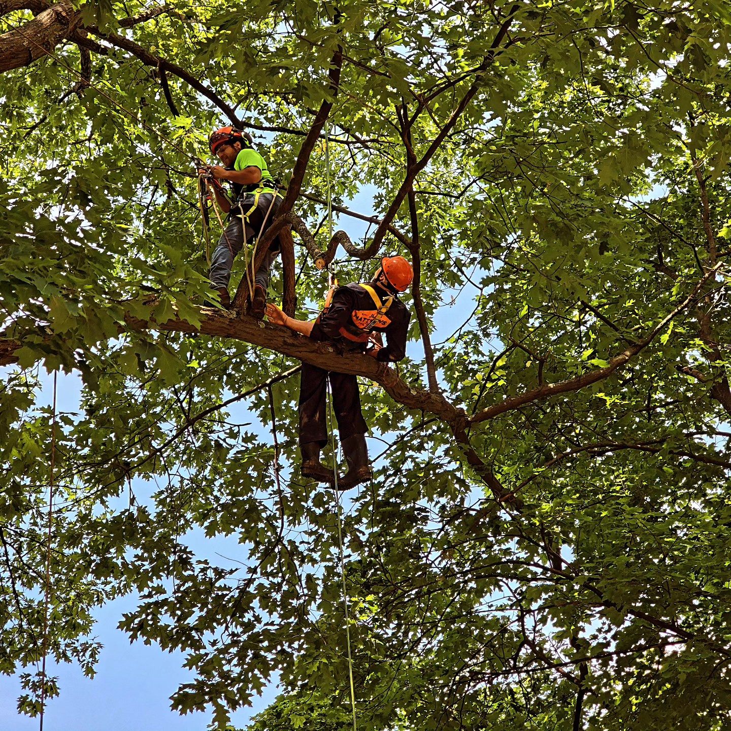 New York State Arborists, ISA Chapter, Inc.