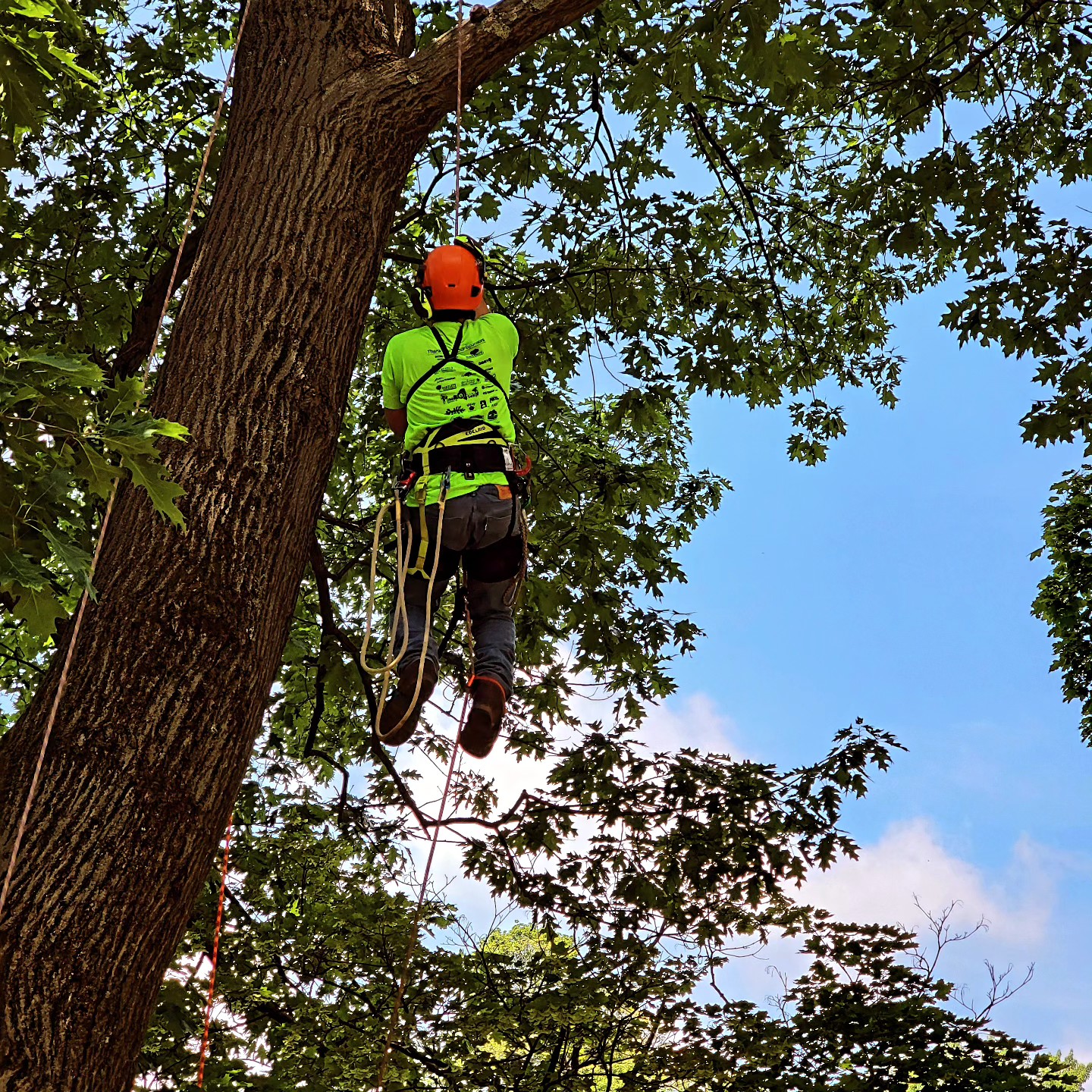 New York State Arborists, ISA Chapter, Inc.