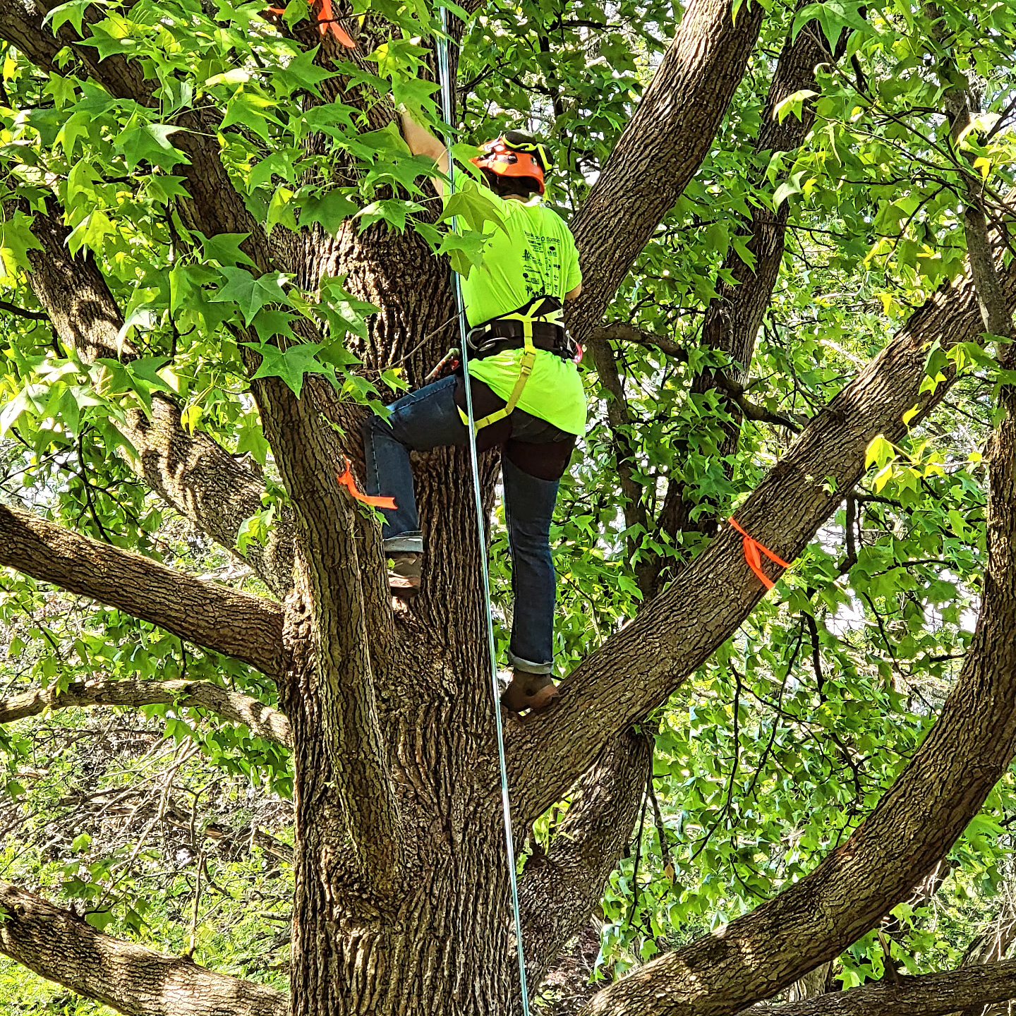 New York State Arborists, ISA Chapter, Inc.